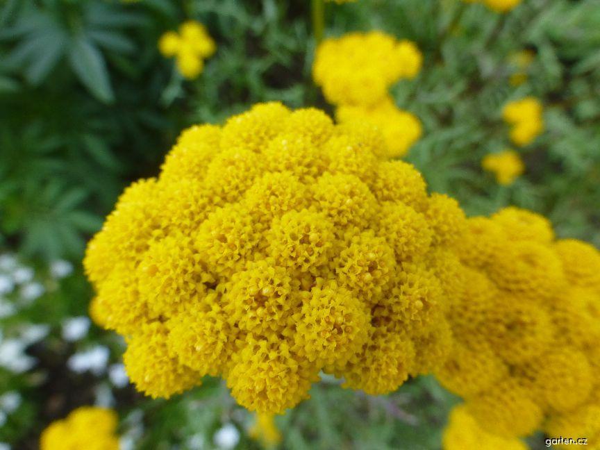 Lonas annua břinek roční Čeleď: Asteraceae; původ: SZ Afrika, Sicílie 40 cm, keřovitý vzrůst Květenství: vrcholíky se žlutými úbory 8 mm Výsluní,