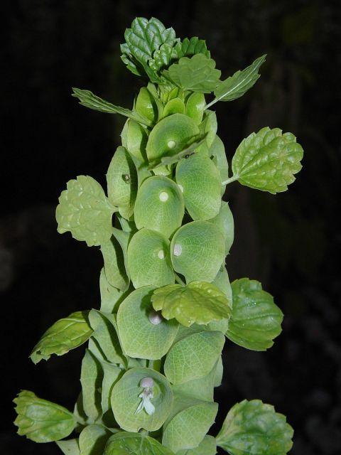 Molucella laevis molučenka hladká Čeleď: Lamiaceae; původ: V Středomoří Květní koruny nenápadné, bělavé, výrazné zelené kalichy Výsluní, teplo, lehčí živná půda Výška: 30-40 cm Výsev