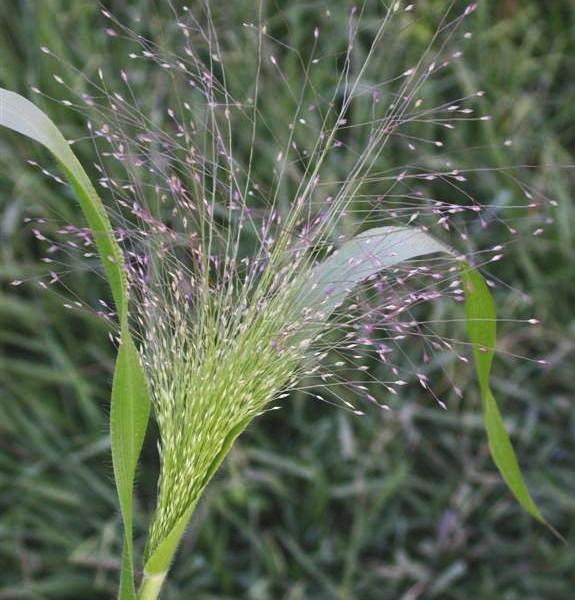 Panicum capillare proso vláskovité Čeleď: Poaceae; původ: S Amerika Vzdušné trsy, 60-70 cm Květenství - lata Výsluní; živné písčité, hlinitopísčité půdy