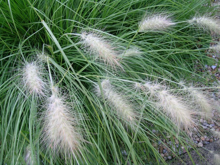 Penisettum villosum dochan huňatý Čeleď: Poaceae; původ: Etiopie Klas světle zelený, později šedobílý Výška: 60-70 cm Výsluní,