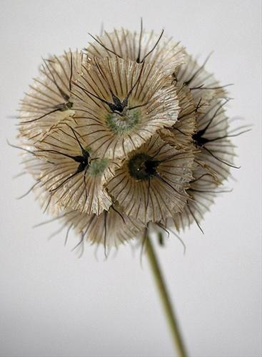 Scabiosa stellata hlaváč hvězdnicovitý Čeleď: Dipsacaceae; původ: J Francie, Španělsko Výška: 40-60 cm Zvětšené suchomázdřité kalichy, 1,7 cm Vytváří pravidelné koule o průměru 3-5 cm Výsluní,