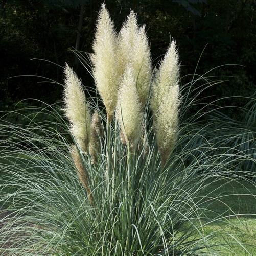 Cortaderia selloana kortaderie dvoudomá, pampová tráva Čeleď: Poaceae; původ: pampy J.