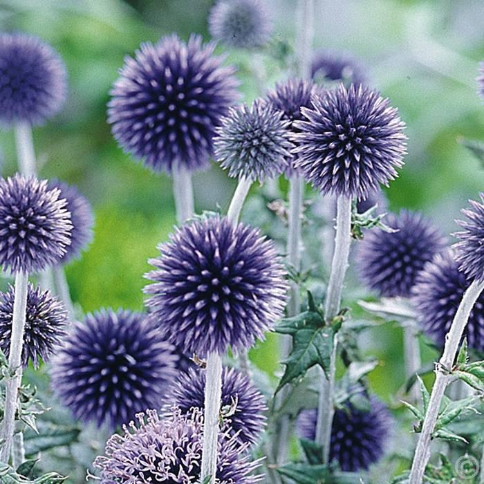 Echinops ritro bělotrn modrý Čeleď: Asteraceae; původ: J Francie, Španělsko Výška: 0,8-1 m Květenství: bledě modrý strboul Teplá, slunná