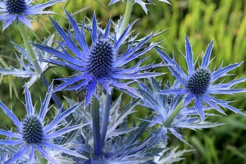 Eryngium máčka Čeleď: Apiaceae; původ: Středomoří.
