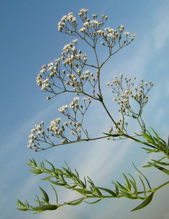 Gypsophila paniculata šater latnatý Čeleď: Caryophyllaceae; původ: V Středomoří Výška: 60-80 cm Laty; bílé květy, jednoduché, plné Výsluní, lehké propustné půdy Nesnáší trvalé mokro v zimě Množení: