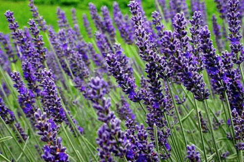 Lavandula angustifolia levandule lékařská Čeleď: Lamiaceae; původ: Středomoří Stálezelený polokeř, 40-70 cm Hroznovité květenství: modré,