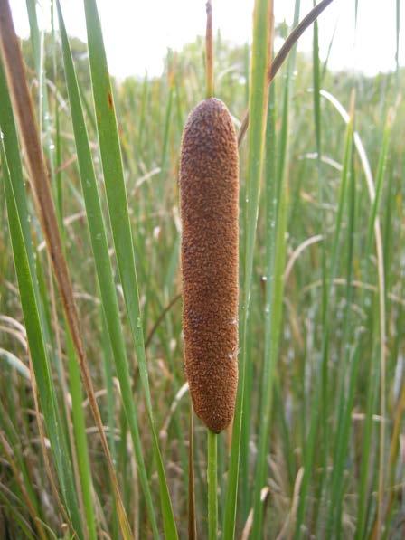Typha orobinec Čeleď: Typhaceae; původ: celosvětově Mírné až tropické pásmo světa Květenství jednopohlavných kvítků ve 2 válcovitých palicích Horní část samčí květy, brzy opadají