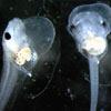 modelový organismus Xenopus laevis (drápatka