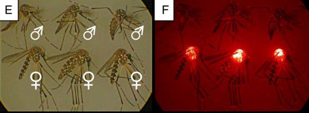 dengue Aedes aegypti vector