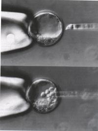 injekce kmenových buněk -vznik chimerické myši normální blastocysta ICM (inner cell mass) injekce