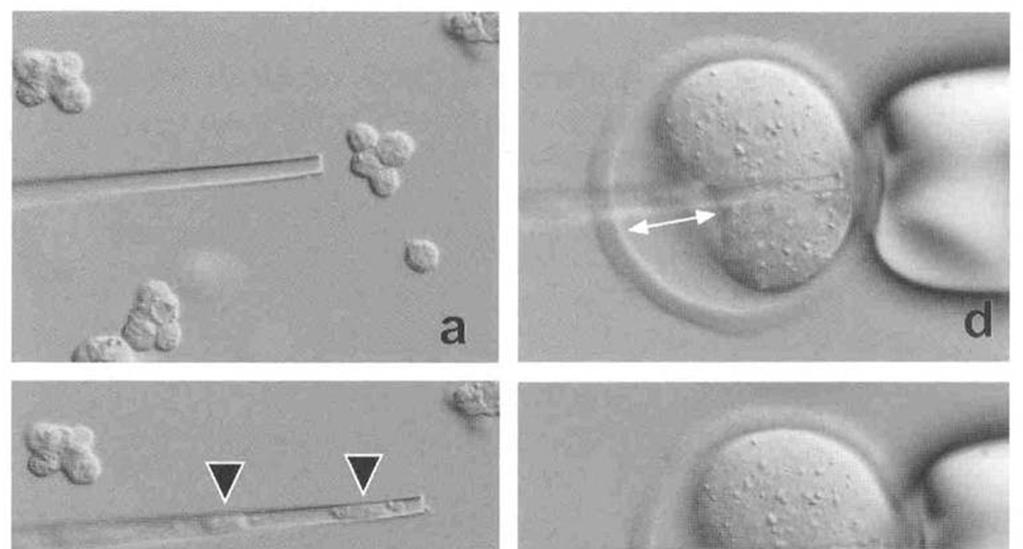 transplantace jádra tuková buňka z vaječníku cytoplast jaderná injekce a)