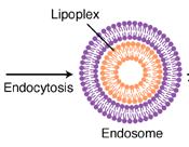 lipofekce