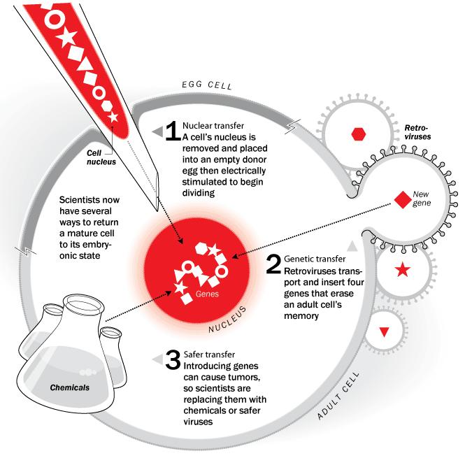 ipgs induced pluripotent stem cell z lidských