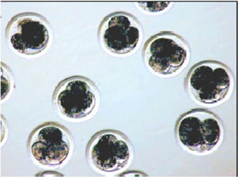 nuclei of Meishan x Meishan breed (black coat) fetal fibroblasts into Landrace breed (white