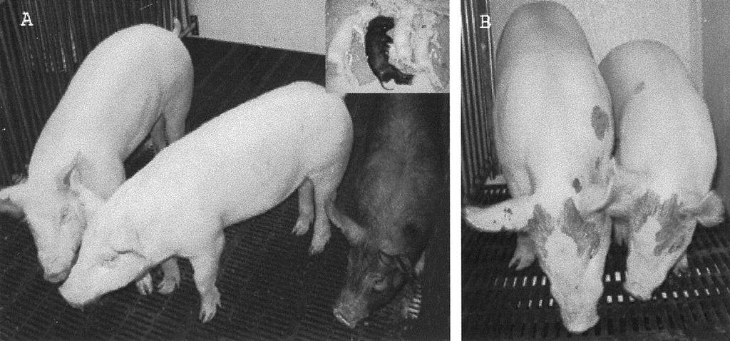 první klonované prase s lidskou imunokompaktibilitou standardně byly připraveny selata overexprimující lidský gen pro alfa- 1,2- fukosylosyltransferasu a pomocí PCR byly vyselektováni z vrhu dva
