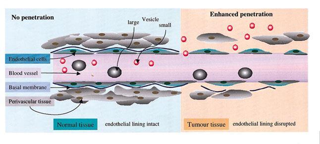liposomy mohou sloužit jako tkáňově (tumor) specifické transportery DNA nové přístupy: