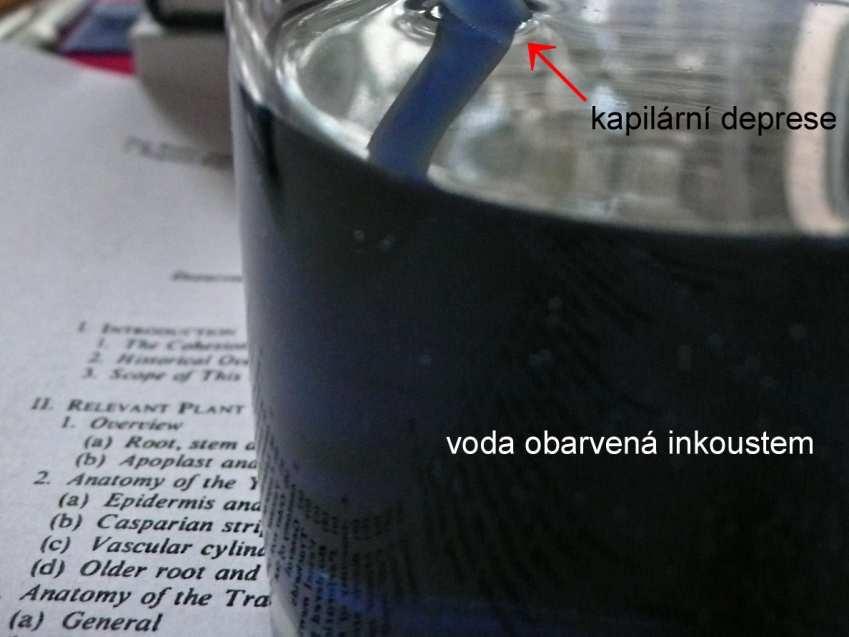 skleničky.