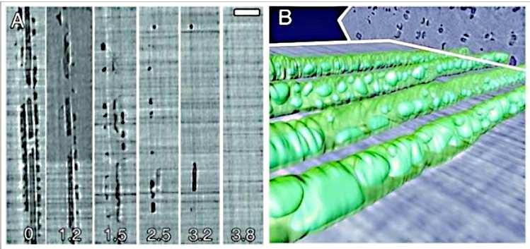 Lawrence Berkeley National Lab, CA, USA A Vyhojení embolie u révy vinné(vitis vinifera L.) zobrazené pomocí rentgenového mikro-tomografu.