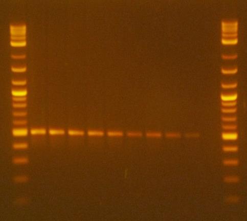 Vizualizace DNA: Gelová elektroforéza - Gely tvoří přechod mezi pevným a kapalným stavem. Strukturálně je gel z více než 90 % voda.