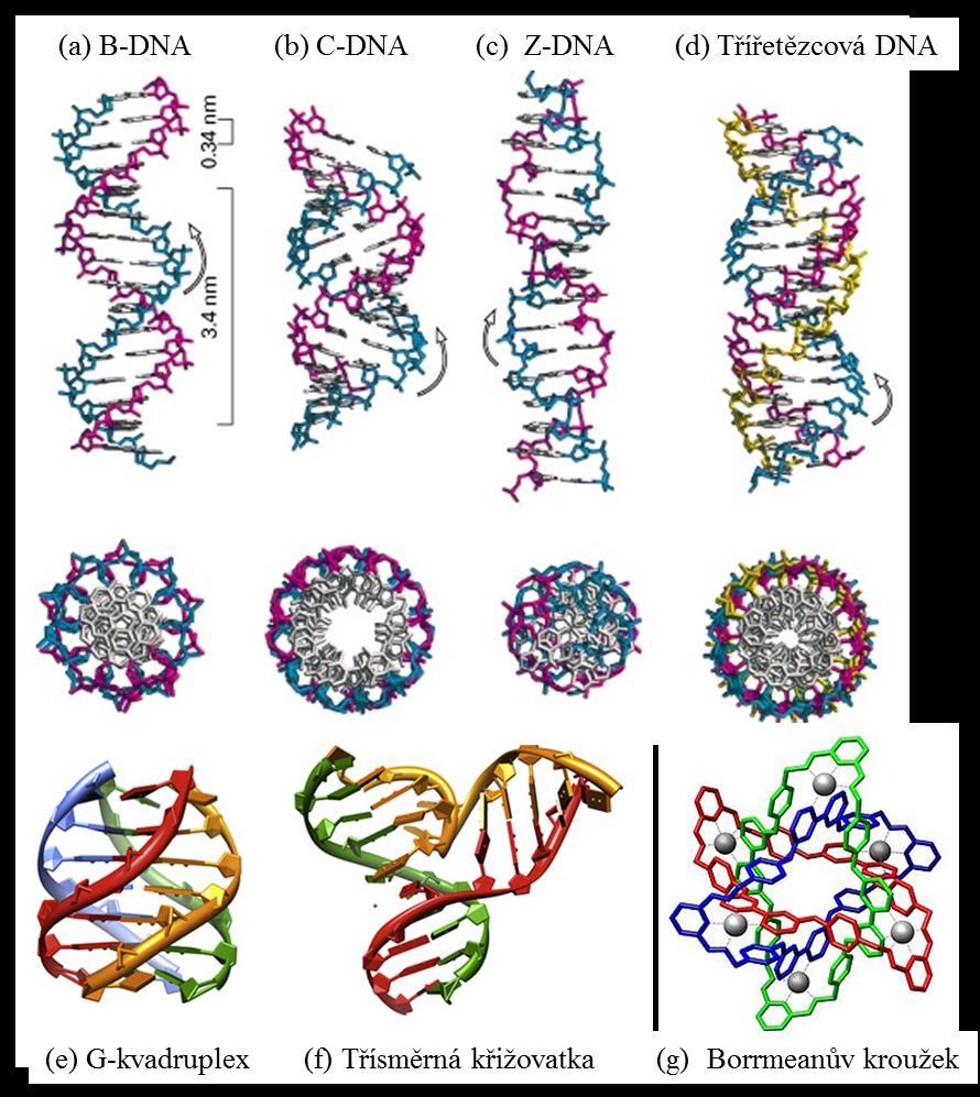 STRUKTURY DNA Obr.1: Různé struktury DNA Literatura Obr.1: Garcia-Ramos, J.C., et al., Metal-Based Drug-DNA Interactions. Journal of the Mexican Chemical Society, 2013. 57(3): p.