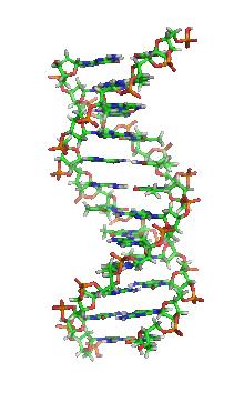Struktury DNA: