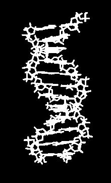 Zn 2+ M DNA = DNA
