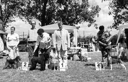 BOG vysokonohé: Kerrydom Court KING OF BLUES Kerry Blue
