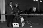 stredná Hündin/Mittelklasse FIFTH DYNASTY OF LUSSYLAND VD Suky/ tr.otvorená Hündin/Offene Klasse KENOCTO TIGERLILY FROM NEDELLA V DIDI MADE BABY BELL VD Suky/ tr.