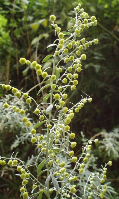 Artemisia