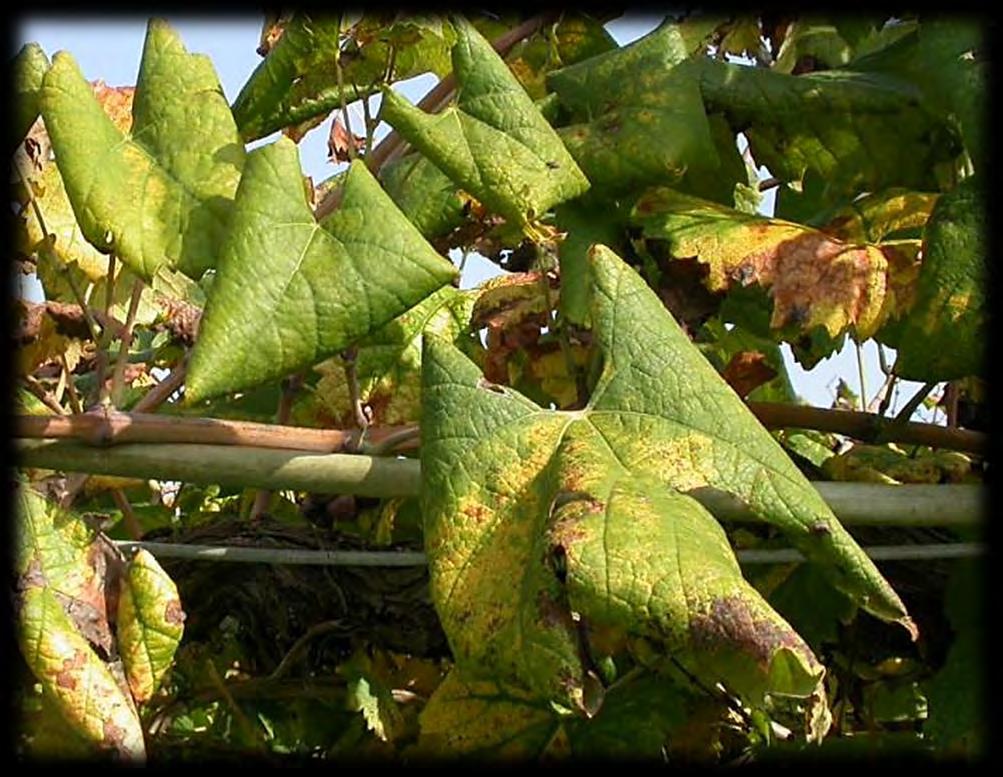 Příznaky napadení Grapevine favescence dorée čepele napadených listů získávají kovový lesk nepravidelné, krémové až žluté skvrny