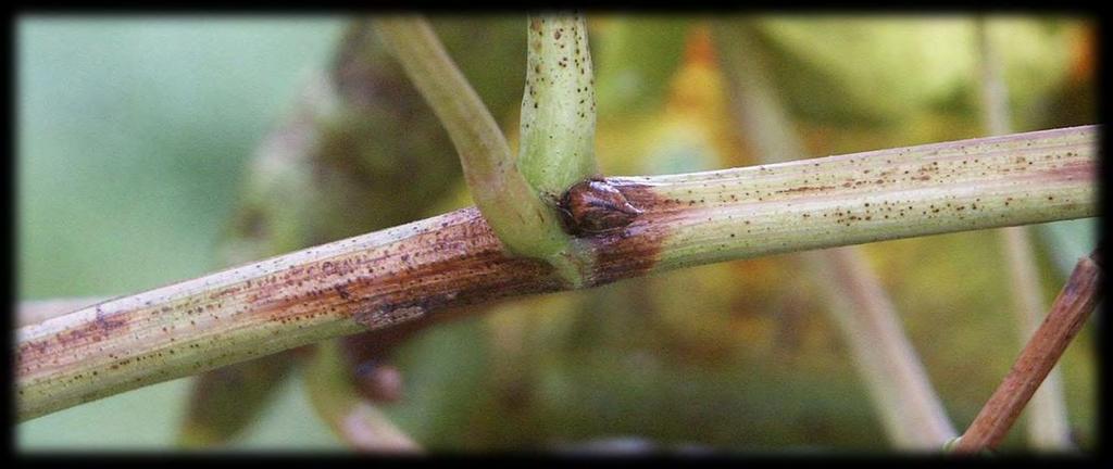 Příznaky napadení Grapevine flavescence dorée letorosty jsou slabší, kratší internodia letorostů mohou být zkrácená u