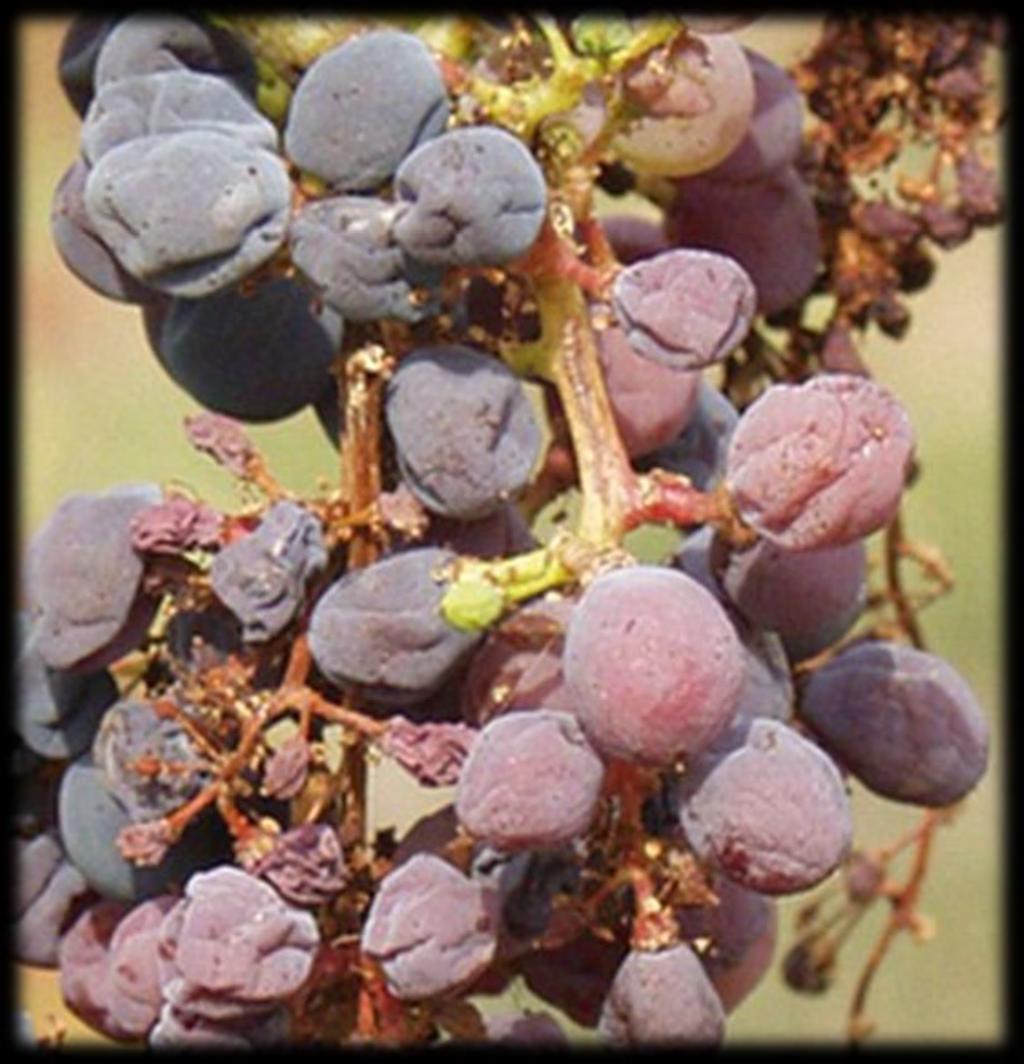 Příznaky napadení Grapevine flavescence dorée keře citlivých odrůd na jaře špatně a