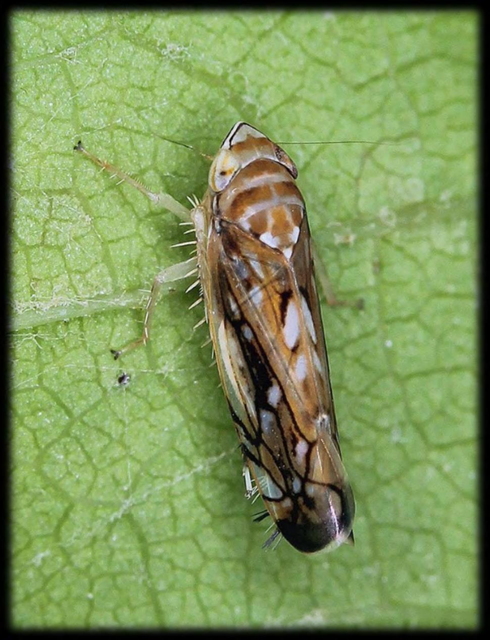 Popis kříska révového (Scaphoideus titanus) DOSPĚLEC 5 6,5 mm ( < ) člunkovitý tvar pestřejší