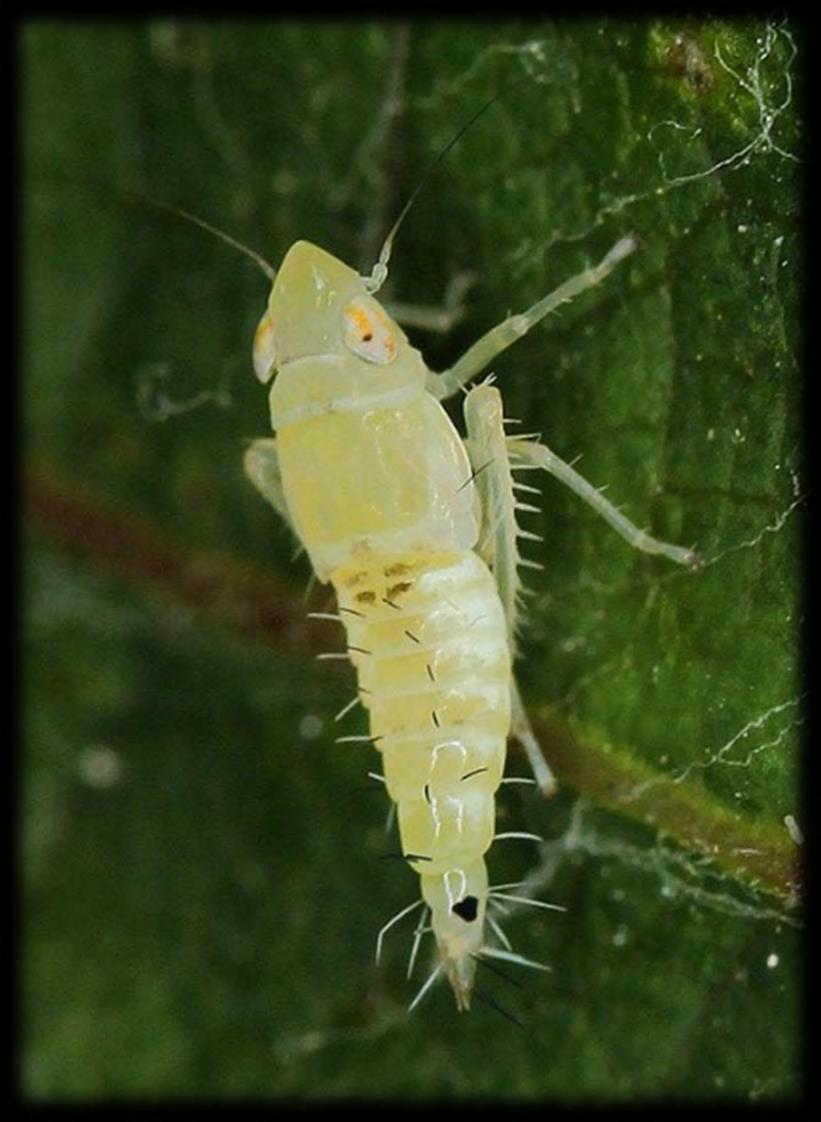 Popis kříska révového (Scaphoideus titanus) LARVA (NYMFA) asi 5 mm velká bezkřídlá, průsvitná světle krémová až žlutobílá na konci zadečku 2 tm.