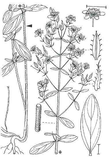 hirsutum