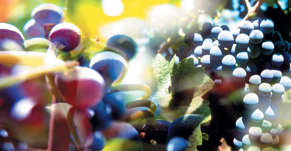 Ochrana viniča od jari až po zber Fungicídna ochrana Aliette Bordeaux Profiler