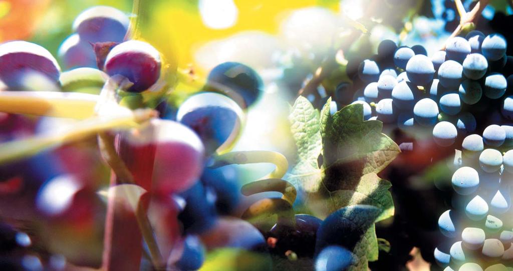 Fungicídna ochrana 9 Aliette Bordeaux 10 Profiler 12 Melody Combi 14 Falcon 15 Zato 16 Teldor Insekticídna ochrana 17 Calypso Herbicídna ochrana 18 Basta Prednosť má kvalita Pestovanie viniča
