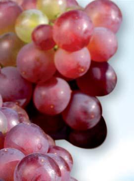 Čierna škvrnitosť viniča K šíreniu choroby dochádza za teplého (25 30 C) a vlhkého počasia.