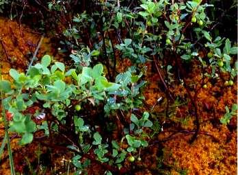 Vaccinium
