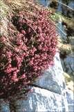 Erica herbacea L.