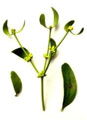 obvejčité 3-8 cm dlouhé,