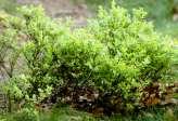 Vaccinium
