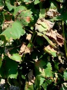 GALATI Vitis
