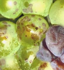 Botrytída