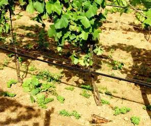 Podlom -