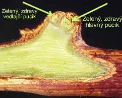 zdravých púčikov % odumretých púčikov Neošetrené 40