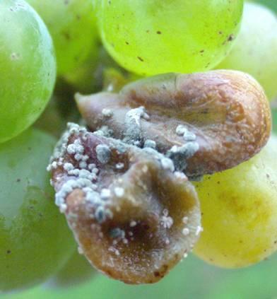 Penicíliová hniloba - Penicillium expansum Môže sa vyskytnúť najmä pri vlhkom