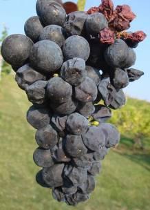 Vädnutie strapcov Vädnutie strapcov (Traubenwelke, Beerenwelke, Zweigeltkrankheit, grape wilting) - bobule na strapcoh náhle