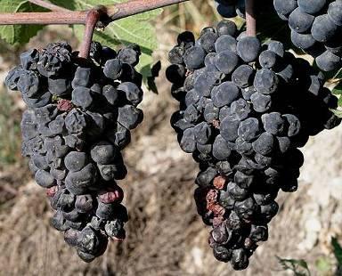 Dornfelder, ale aj na bielych odrodách, ako Rizling vlašský, Veltlínske zelené, Neuburgské, Sauvignon, Burgundské (Rulandské)