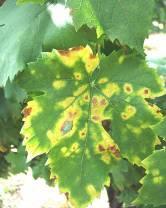 ESCA - Stereum hirsutum -